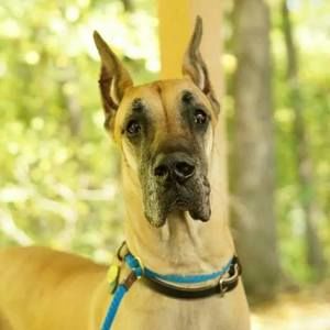 Meet your Posher, Holly